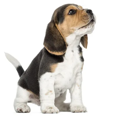 Beagle Pups for sale Delhi
