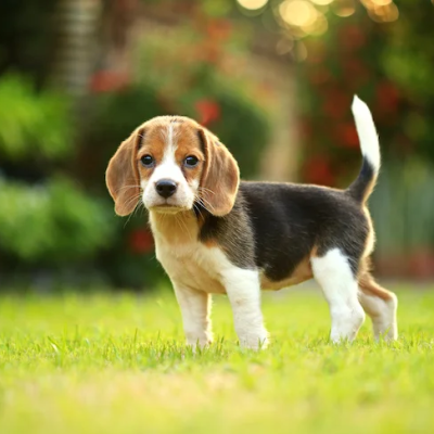 Beagle Pups For Sale