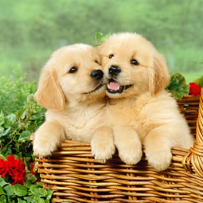 Golden-Retriever-Puppies