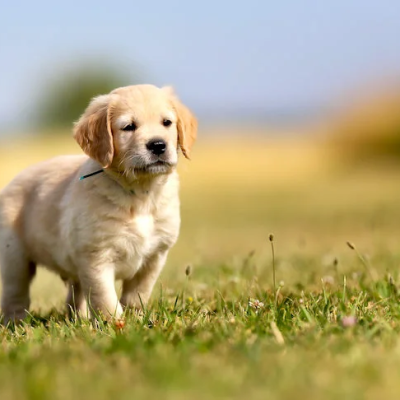 Golden-Retriever-puppy