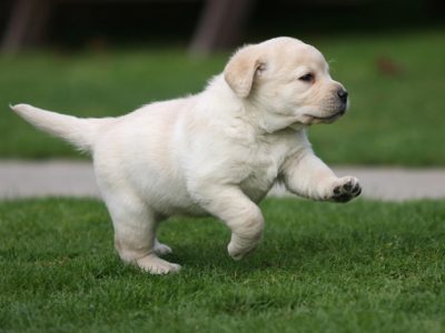 Labrador-Puppies