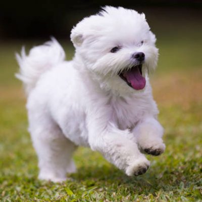 white maltese dog playing and running on green grass and plants background
