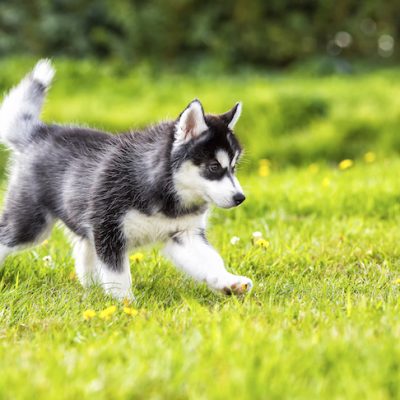 Siberian Husky puppy running in the grass.