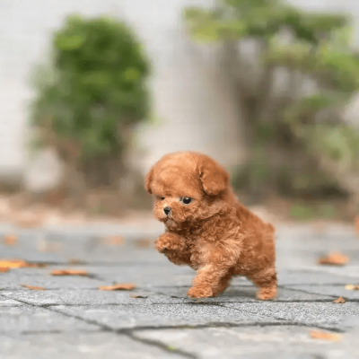 toy-poodle-dogs